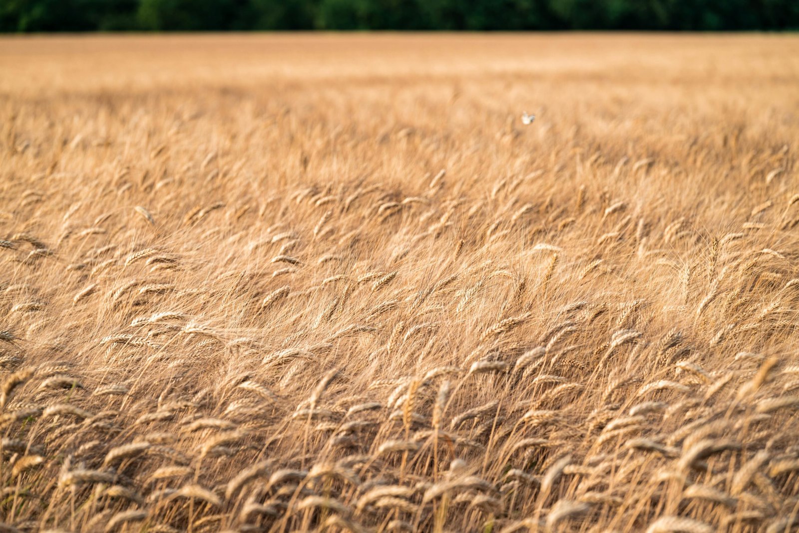 Pexels Photo 32890859 32890859 Scaled